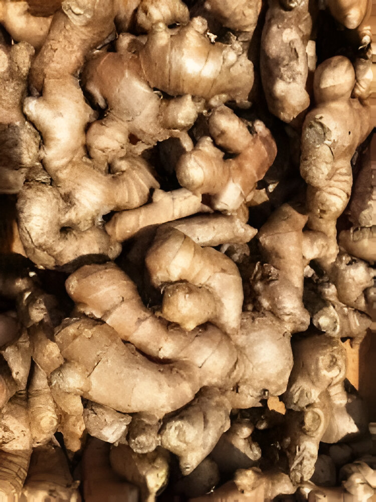 Ginger